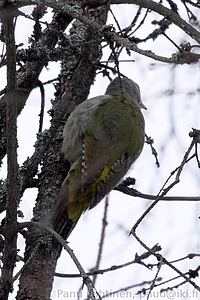 Picus canus - Harmaapaatikka