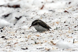 Certhia familiaris - Puukiipija