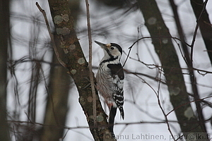 Dendrocopos leucotos - Valkoselkatikka