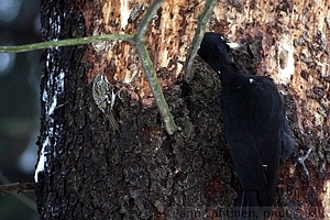 Dryocopus martius - Palokarki + Certhia familiaris - Puukiipija