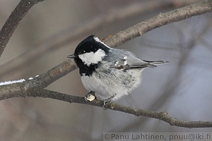 Parus ater - Kuusitiainen