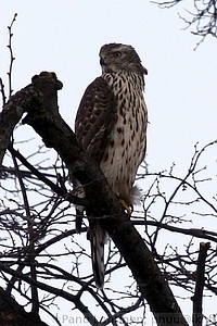 Accipiter gentilis - Kanahaukka