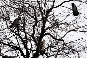 Accipiter gentilis - Kanahaukka + Corvus corone cornix - Varis 1