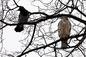 Accipiter gentilis - Kanahaukka + Corvus corone cornix - Varis 2