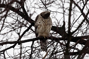 Accipiter gentilis - Kanahaukka 1