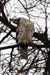 Accipiter gentilis - Kanahaukka 2