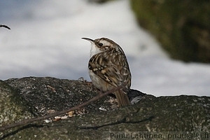 Certhia familiaris - Puukiipija