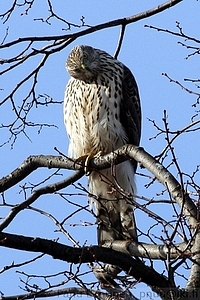Accipiter gentilis - Kanahaukka
