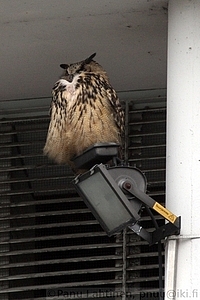 Bubo bubo - Huuhkaja 1
