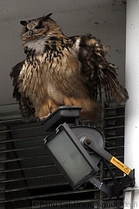 Bubo bubo - Huuhkaja 3