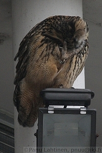 Bubo bubo - Huuhkaja 4