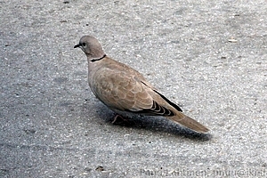 Streptopelia decaocto - Turkinkyyhky