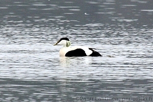Somateria mollissima - Haahka
