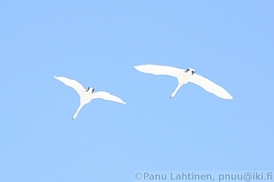 Cygnus cygnus - Laulujoutsen 2