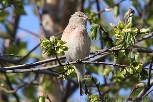 Carduelis cannabina - Hemppo, nuori koiras
