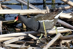 Gallinula chloropus - Liejukana