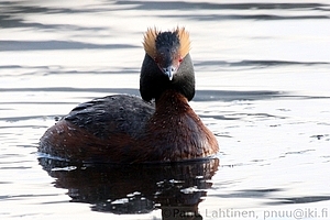 Podiceps auritus - Mustakurkku-uikku 1