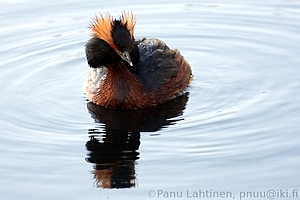 Podiceps auritus - Mustakurkku-uikku 2