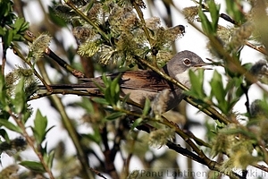 Sylvia communis - Pensaskerttu 1