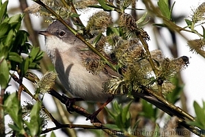 Sylvia communis - Pensaskerttu 2