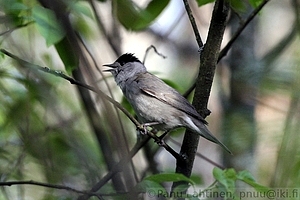 Sylvia atricapilla - Mustapaakerttu