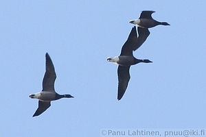 Branta bernicla - Sepelhanhi