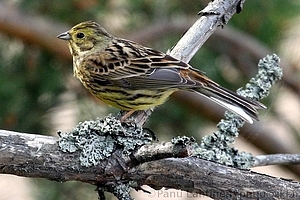 Emberiza citrinella - Keltasirkku