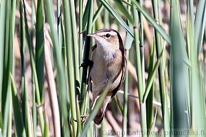 Acrocephalus schoenobaenus - Ruokokerttunen