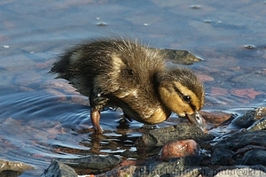 Anas platyrhynchos - Sinisorsa 1