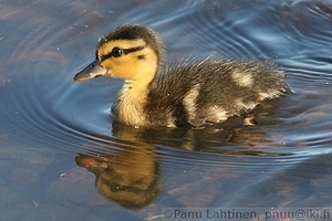 Anas platyrhynchos - Sinisorsa 2