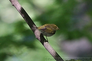 Phylloscopus sibilatrix - Sirittaja