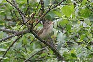 Acrocephalus dumetorum - Viitakerttunen