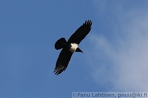 Corvus albus - Afrikanvaris