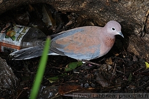 Streptopelia senegalensis - Palmukyyhky