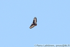 Buteo rufofuscus - Kapinhiirihaukka