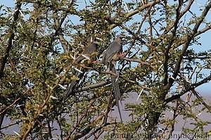 Colius striatus - Taplahiiro