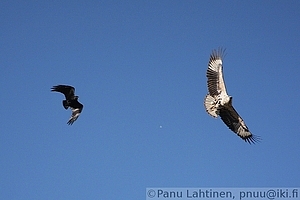 Haliaeetus vocifer - Kiljumerikotka 1