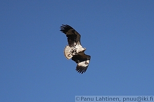 Haliaeetus vocifer - Kiljumerikotka 2