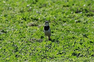 Motacilla aguimp - Afrikanvastarakki