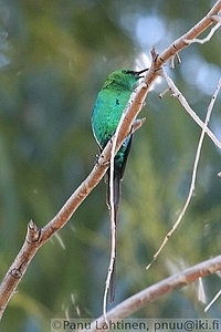 Nectarinia famosa - Malakiittimedestaja