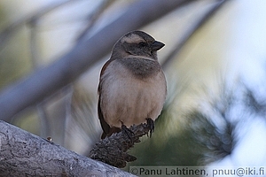 Passer melanurus - Kapinvarpunen