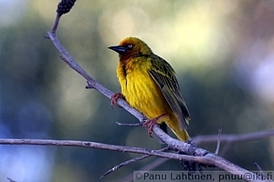Ploceus capensis - Kapinkutoja 1