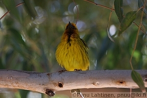 Ploceus capensis - Kapinkutoja 2