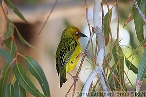Ploceus capensis - Kapinkutoja 3