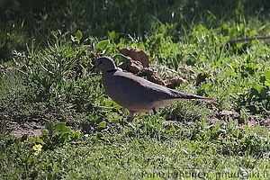 Streptopelia capicola - Aroturturikyyhky