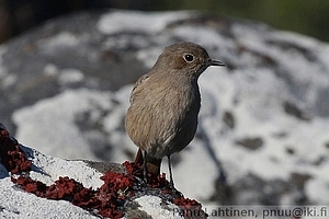 Cercomela familiaris - Kalliotasku