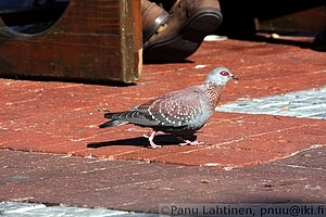Columba guinea - Afrikantaplakyyhky 1
