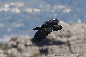 Corvus albicollis - Valkoniskakorppi
