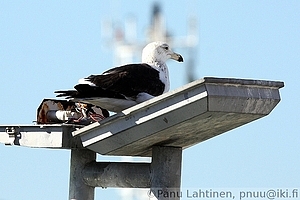 Larus dominicanus - Etelanselkalokki