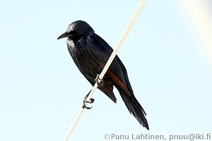 Onychognathus morio - Kalliorakkeli 1